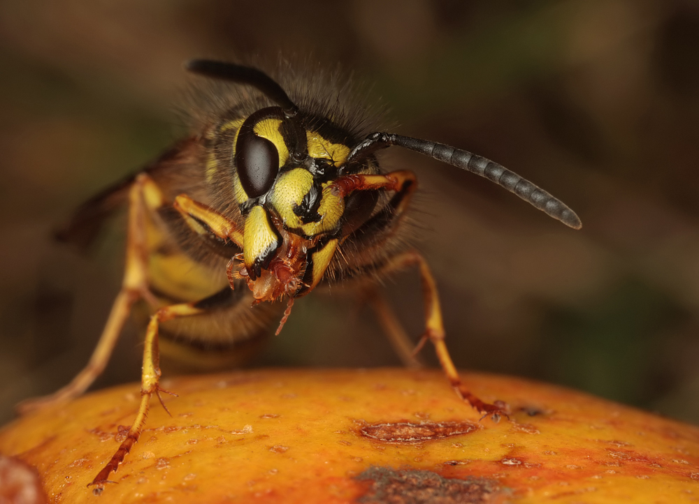 Common Wasp on windfall pear
